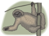 Sloth Leaning From A Branch Clip Art